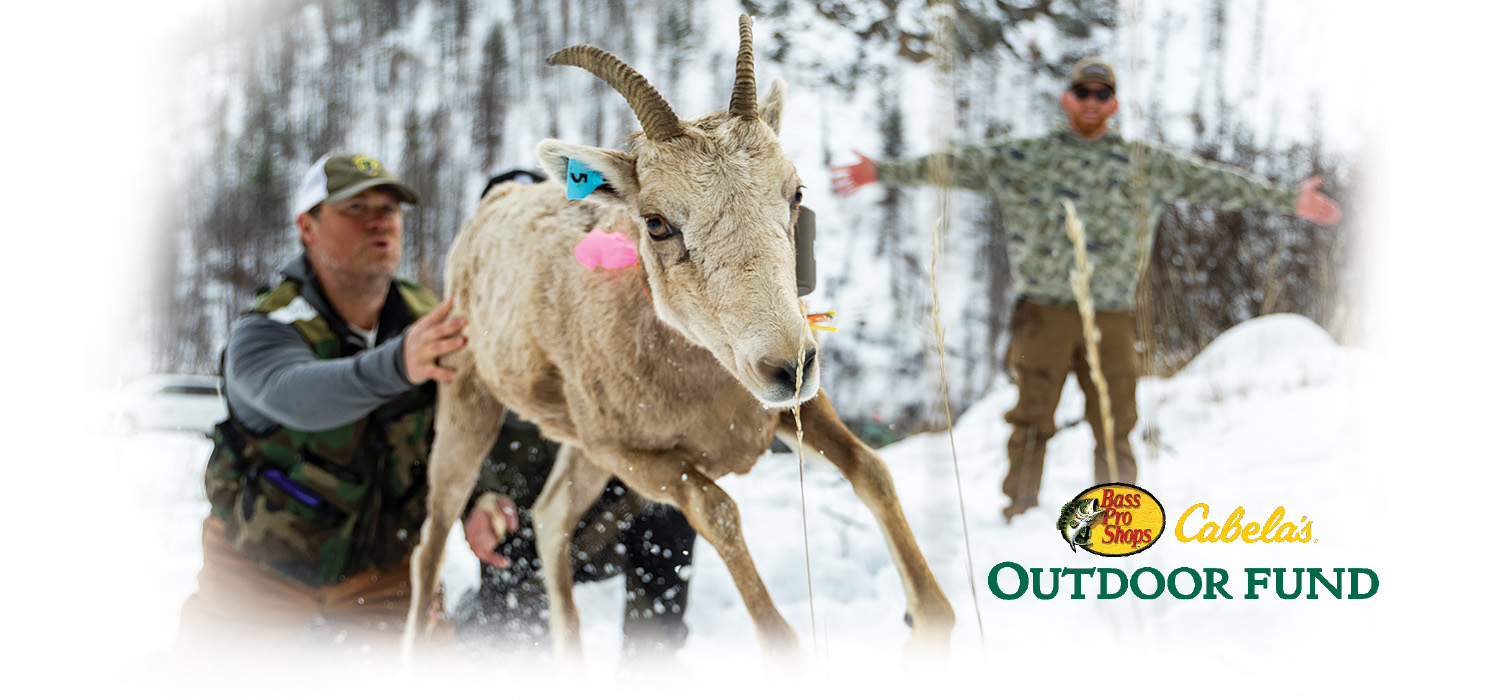 Sheep release in the snow wtih Bass Pro Shops Outdoor fund logo